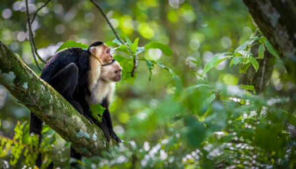 The Intriguing World of Monkeys Holding Boxes: A Closer Look